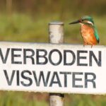 Tja waar moet ik nu mijn hapje vandaan halen… (foto © Ria Lambregts) 21 september 2015 aan De Mark