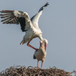 Parende Ooievaars aan de Mark, 31-3-2018 (foto © Ria Lambregts)