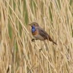 Blauwborst - (foto © Ria Lambregts) Lage Vugtpolder