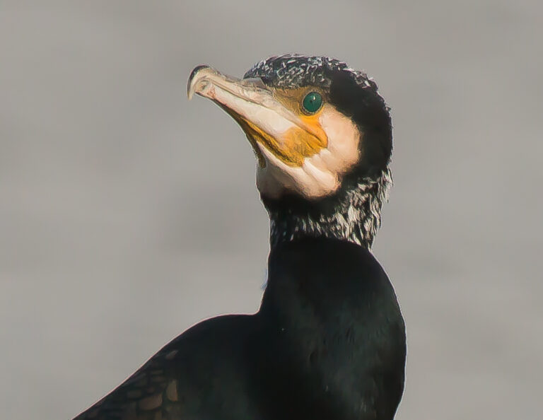 Gezocht coördinator watervogeltellingen