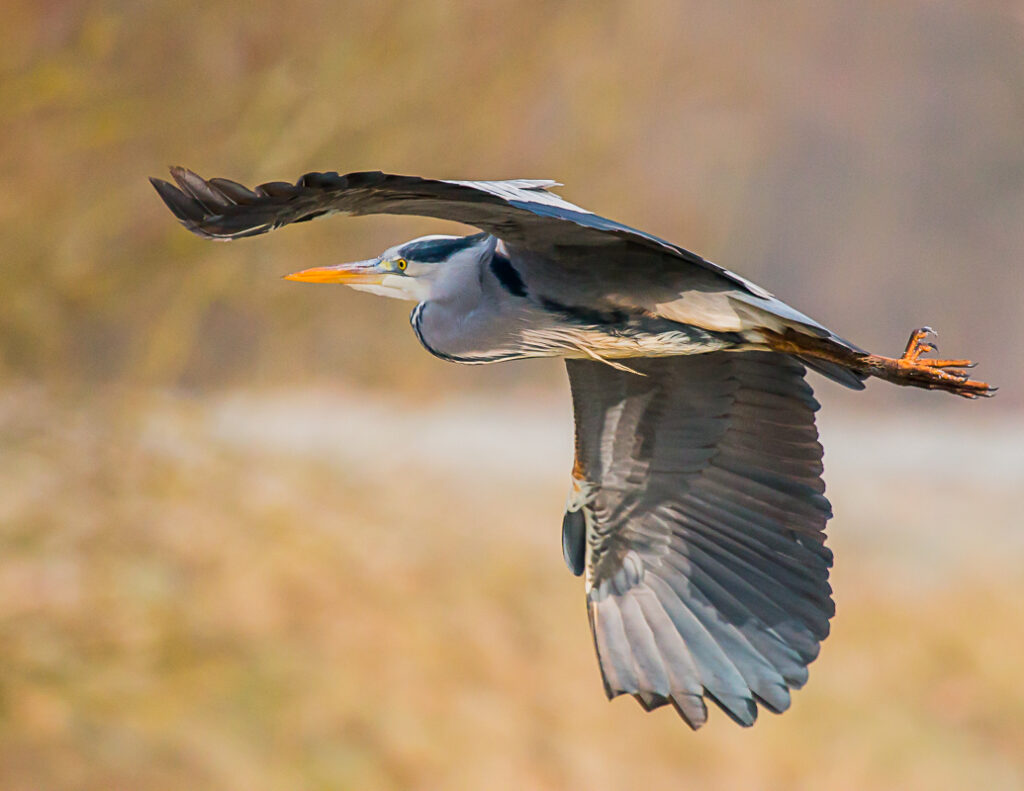 Tellers voor Blauwe Reiger kolonies gezocht!