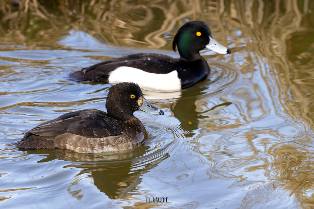 Kuifeenden - (Foto Laurie Rijsdijk)