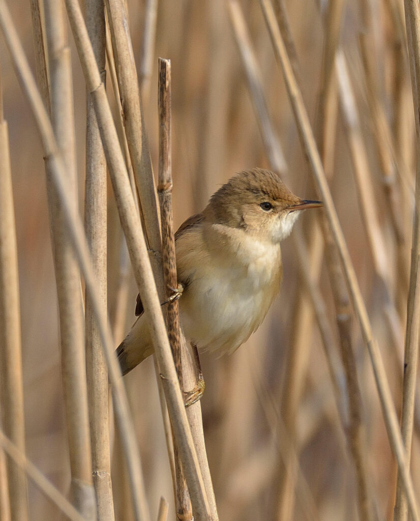 Stadsvogelexcursie IJpelaar 2025 en BMP