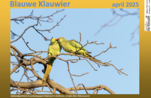 Blauwe Klauwier april 2025