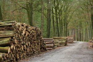 Bericht 06-07-2025 Reguliere boswerkzaamheden Mastbos