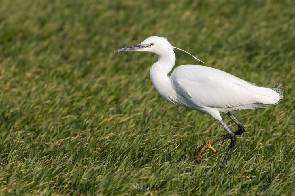 Wie helpt er meeEnthousiaste nieuwe tellers van watervogels gezocht! W