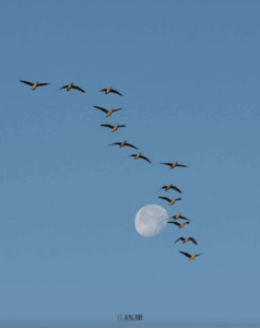 De watervogels van Breda