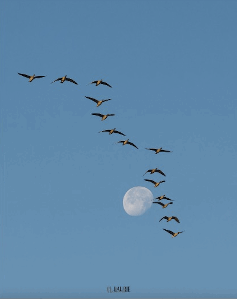 De watervogels van Breda