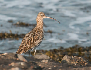 1-2-2026 Excursie Plan Tureluur