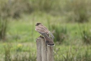 2026-10-26 Lezing Torenvalk