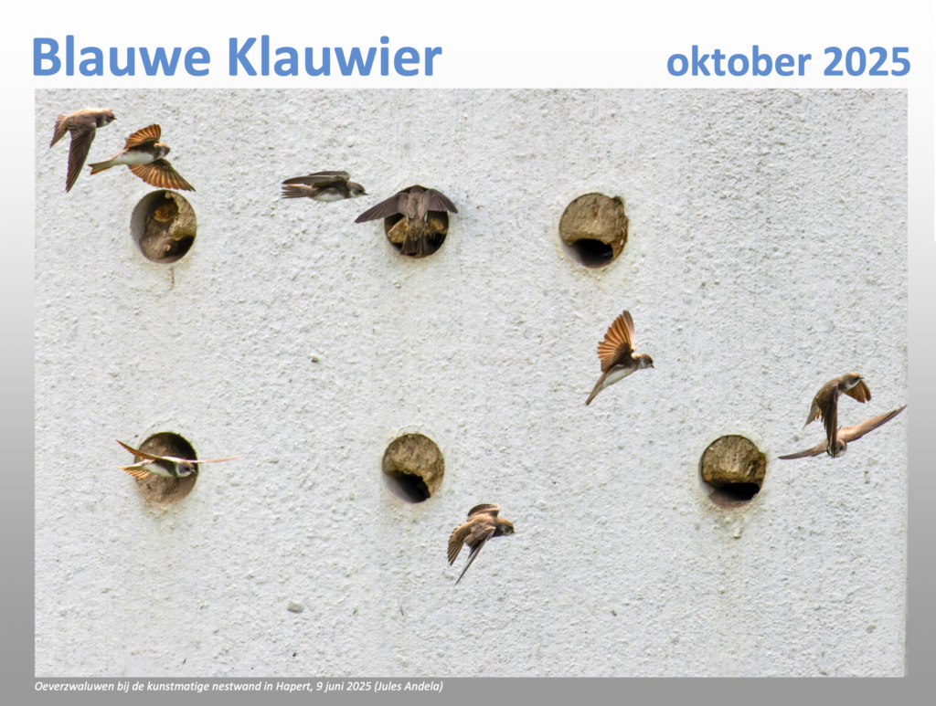 Blauwe Klauwier oktober 2025