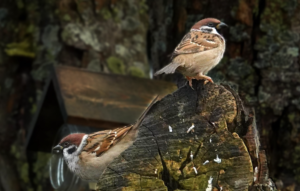 26-03-2026 Lezing Ringmus