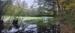 Vloeiweide foto Jan Benoist 20241009_110756