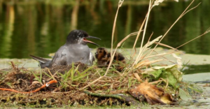20-04-2026 llezing over zwarte stern project in de Krimpenerwaard