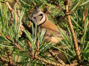 14-02-2026 Excursie Strijbeekse Heide