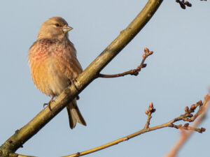 21-03-2026 Excursie Huis ter Heide