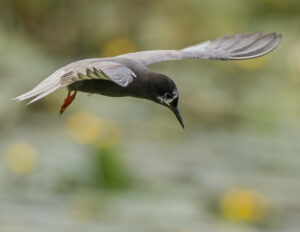 27-06-2026 Excursie Zouweboezem