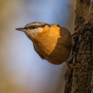 15-03-2026 Stadsexcursie