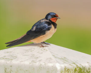 06-04-2026 excursie Dal van de Beerze