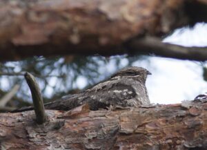 06-06-2026 Fietsexcursie Nachtzwaluw