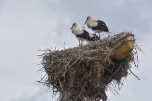 02-05-2026 Fietstocht Ooievaars rondom Breda