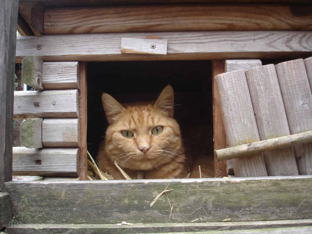 Help mee: wat vangt jouw kat buiten?