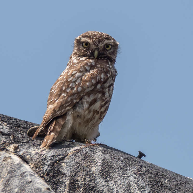 04-2026 Bericht Jaar van de Steenuil