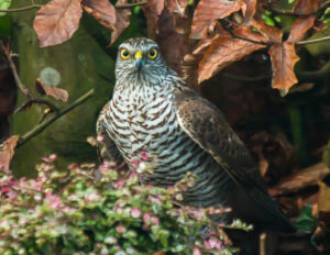 17-10-2026 Regte Heide en roofvogels