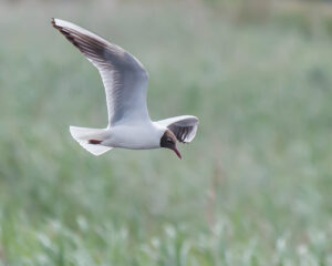 08-11-2026 excursie Brabantse Biesbosch